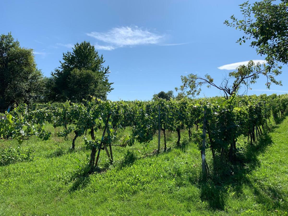 Urlaub Im Weingarten Winten  Экстерьер фото